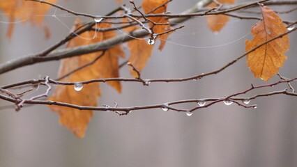Autumn Leaves with Rain Droplets | Dead Leaves on a Tree
