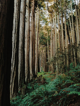 Rows of Redwood Trees