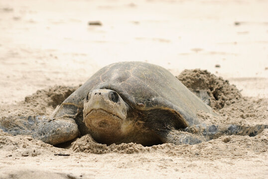 Sea Turtle digging hole for egg deposition on the pacific coast of Costa