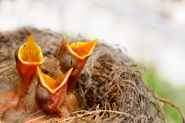 Three Robin hatchlings in nest reaching with open mouths for a feeding