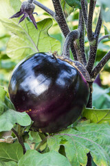 purple eggplant ripens on a branch with green leaves