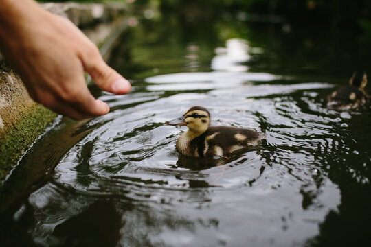 Cute duckling