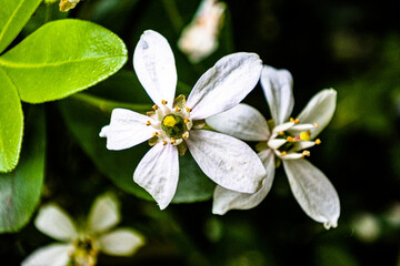 Flowers of spring and summer