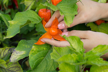Beautiful physalis bush on the farm. Physalis berries turned red on the bush. Collecting physalis on the farm.