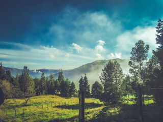 autumn landscape with trees