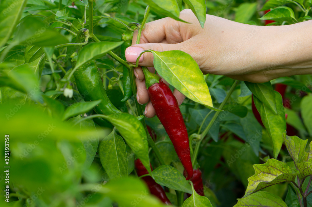 Wall mural a woman's hand picks off a ripe hot pepper. chili peppers on the bush.