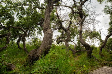 Fototapeta premium Bending and twisting trees at the Crooked Trees tourism site in a sunny summer rural landscape