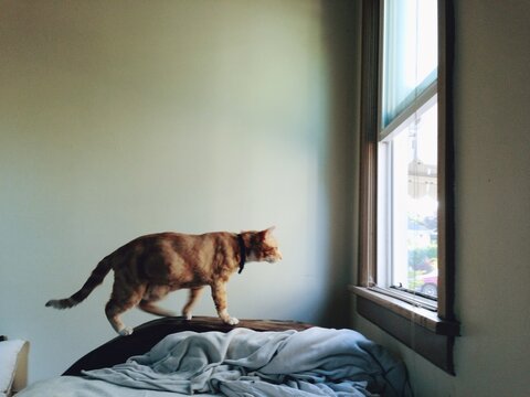 Cat Walking on Bed Looking Out Window
