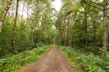 Fototapeta na wymiar Waldweg im Naturschutzgebiet