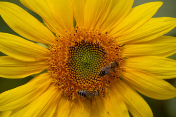 Close up of bee collecting nectar in a sunflower