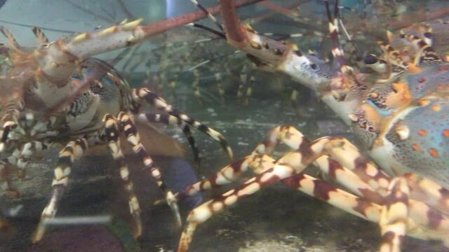 Closeup on Big lobster walking on water