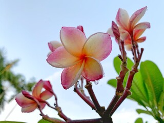 pink frangipani flower
