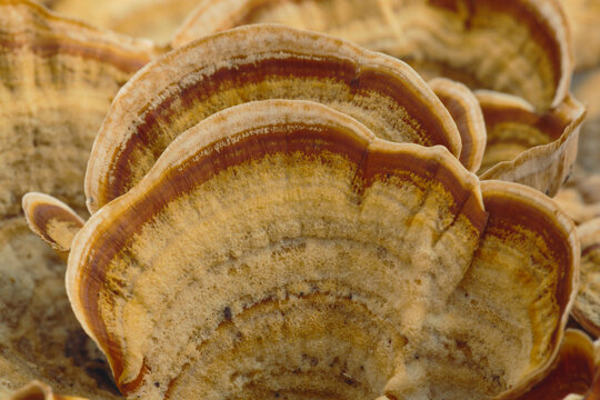 Close-up of Brown Bracket fungi
