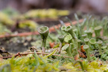 Kolonia Chrobotek strzępiasty Cladonia fimbriata