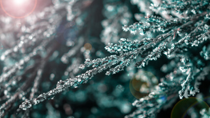 thuja branches covered with hoarfrost on blurred background, close view 