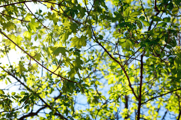 Abstract spring background with green maple leaves on blue sky and sun rays 