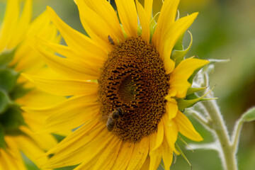 Close up of bee collecting nectar in a sunflower