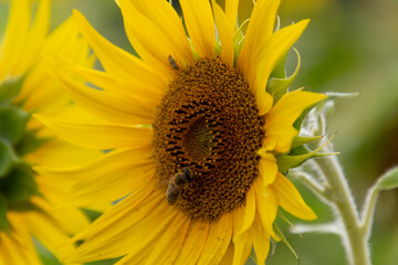 Fototapeta premium Close up of bee collecting nectar in a sunflower