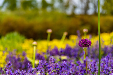 Obraz premium Flowers of spring and summer