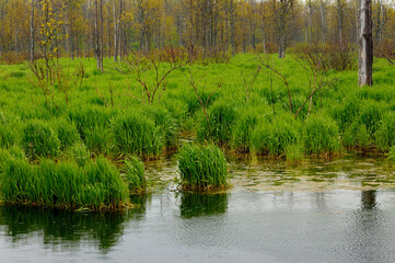New grass in a spring rain at a Bruce Peninsula marsh