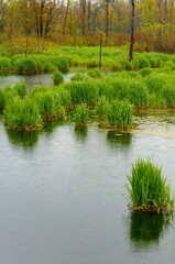 New grass and orange bush in a spring rain at a Bruce Peninsula marsh