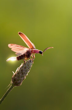 Firefly Macro Showing its Glow Light as it Takes Off in Flight