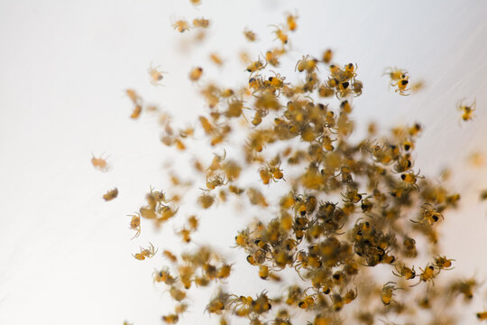 Cluster Of Baby Spiders