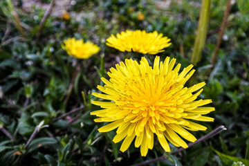 Flowers of spring and summer