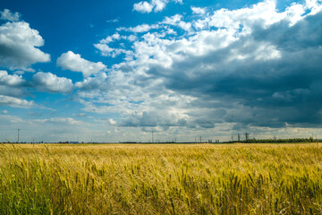 Grain field landscape with sky with clouds.