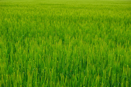 Green Rice Fields of Japan