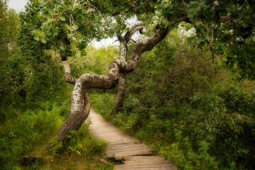 Bending and twisting trees beside a wooden boardwalk at the Crooked Trees tourism site in a sunny...