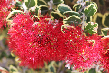 New Zealand Christmas bush (Metrosideros kermadecensis) endemic to the volcanic Kermadec Islands (New Zealand)