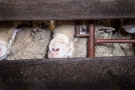 Merino Sheep behind a Fence