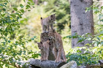 Photo sur Plexiglas Lynx Luchsfamilie