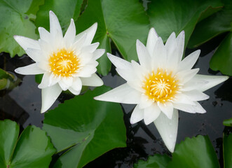 White lotus with yellow pollen and green leaves