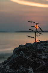 Fototapeta premium sunset on the coast