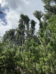 Forêt à Tahiti, Polynésie française	