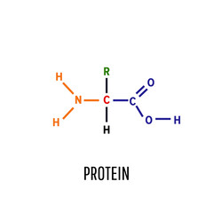Protein. Structural chemical formula and molecular model. Vector illustration