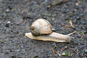 Weinbergschnecke