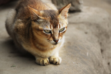Image of a Cat from my village home