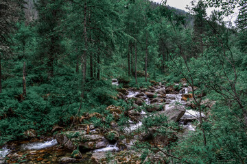 A mountainous clean river rapidly flows between stones and green rainy morning forest