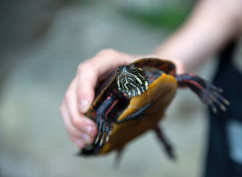 Child holds a painted turtle