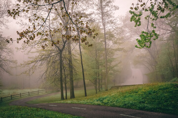 Foggy path through the woods
