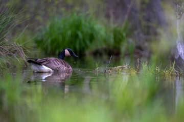 Goose on water