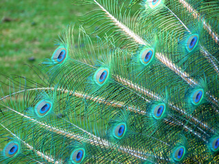 Obraz premium Feather of a peacock