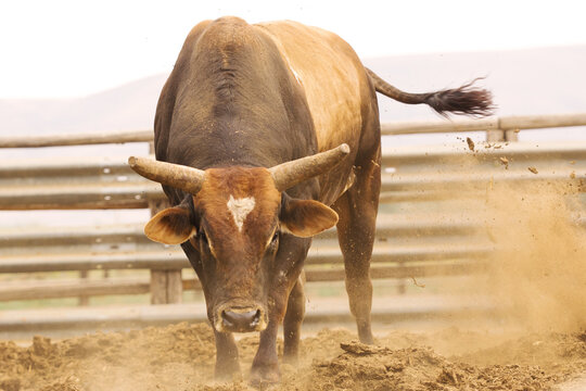Rodeo bucking bull stirring up dirt in the arena