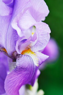 Oh spring! Extreme close-up of purple Iris flower in bloom