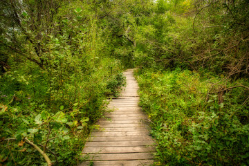 Obraz premium A wood plank boardwalk surrounded by lush green foliage and trees in a summer landscape