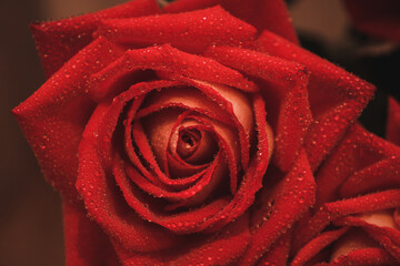 red rose with water drops