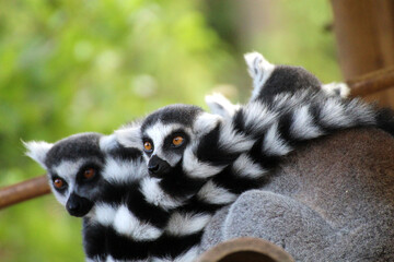 Cuddling ring-tailed lemures